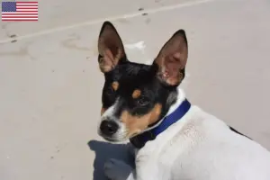 Read more about the article Teddy Roosevelt Terrier tenyésztők és kölykök az USA-ban