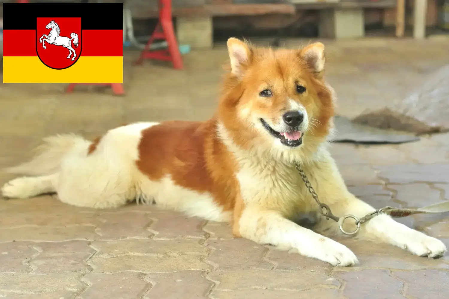 Read more about the article Thai Bangkaew kutyatenyésztő és kölykök Alsó-Szászországban