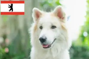 Read more about the article Thai Bangkaew kutyatenyésztő és kölykök Berlinben