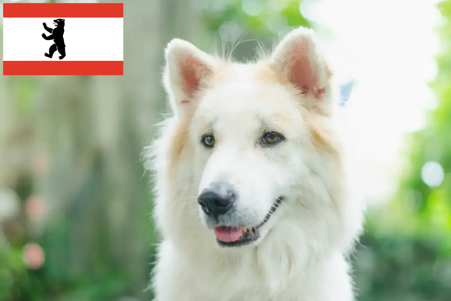 Read more about the article Thai Bangkaew kutyatenyésztő és kölykök Berlinben