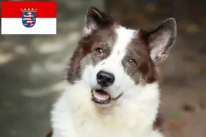 Read more about the article Thai Bangkaew kutyatenyésztő és kiskutyák Hessenben