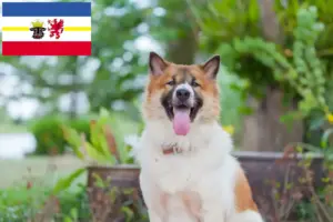 Read more about the article Thai Bangkaew kutyatenyésztő és kölykök Mecklenburg-Vorpommernben