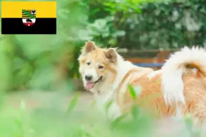 Read more about the article Thai Bangkaew kutyatenyésztő és kölykök Szász-Anhaltban