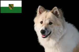Read more about the article Thai Bangkaew kutyatenyésztő és kölykök Szászországban