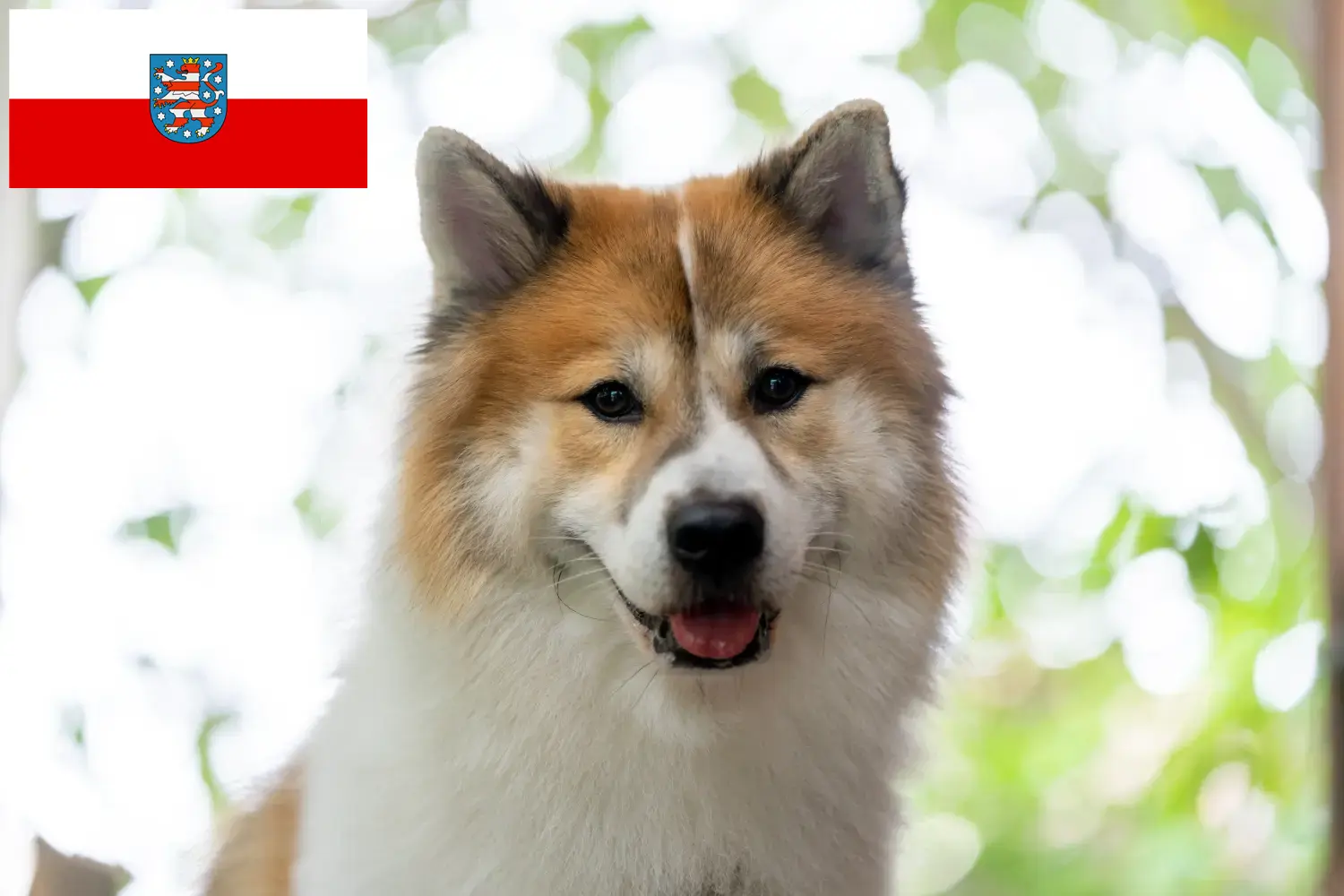 Read more about the article Thai Bangkaew kutyatenyésztő és kölykök Türingiában