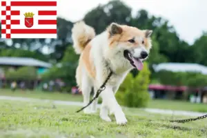 Read more about the article Thai Bangkaew kutyatenyésztő és kölykök Brémában
