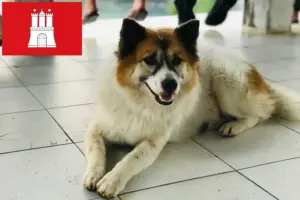 Read more about the article Thai Bangkaew kutyatenyésztő és kölykök Hamburgban