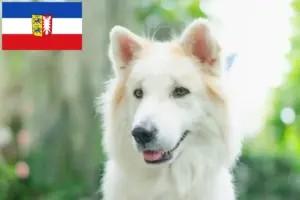 Read more about the article Thai Bangkaew kutyatenyésztő és kölykök Schleswig-Holsteinben