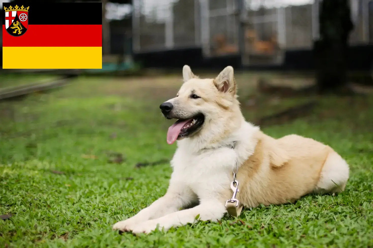Read more about the article Thai Bangkaew kutyatenyésztők és kölykök Rajna-vidék-Pfalzban