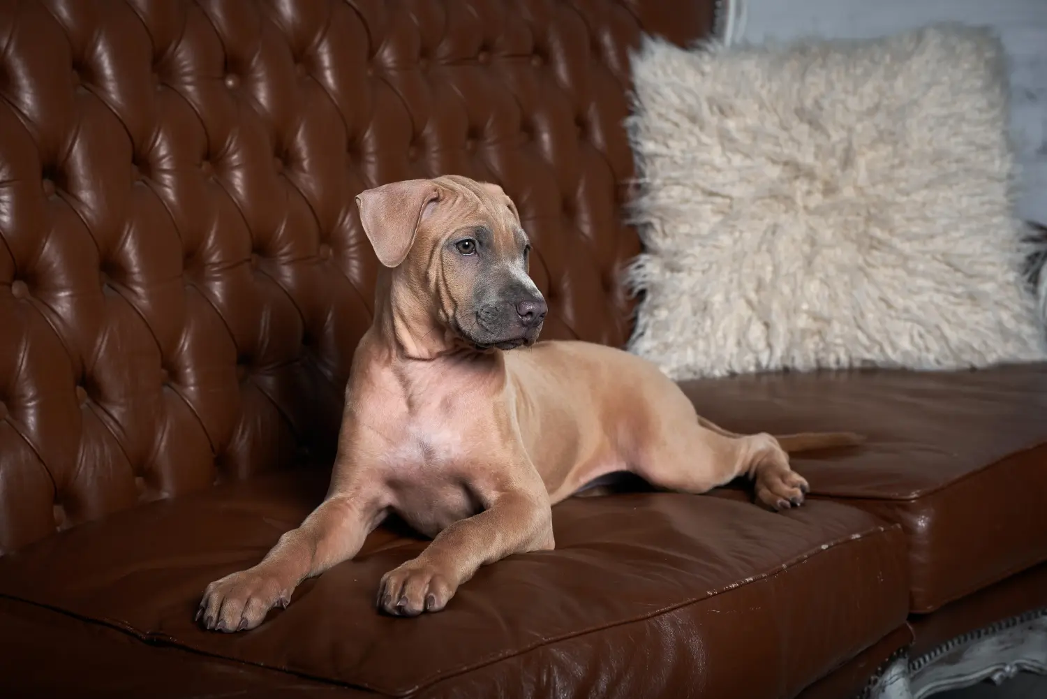 Thai Ridgeback kölyökkutya vásárlása felelősségvállalást jelent! Thai Ridgeback kiskutyák vásárlása.