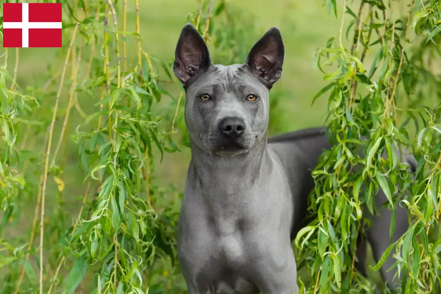Thai Ridgeback kiskutyák és tenyésztők Dánia Thai Ridgeback tenyésztőket Dánia területén itt találsz.
