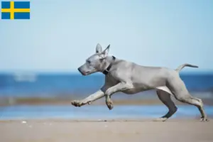 Read more about the article Thai Ridgeback tenyésztők és kölykök Svédországban