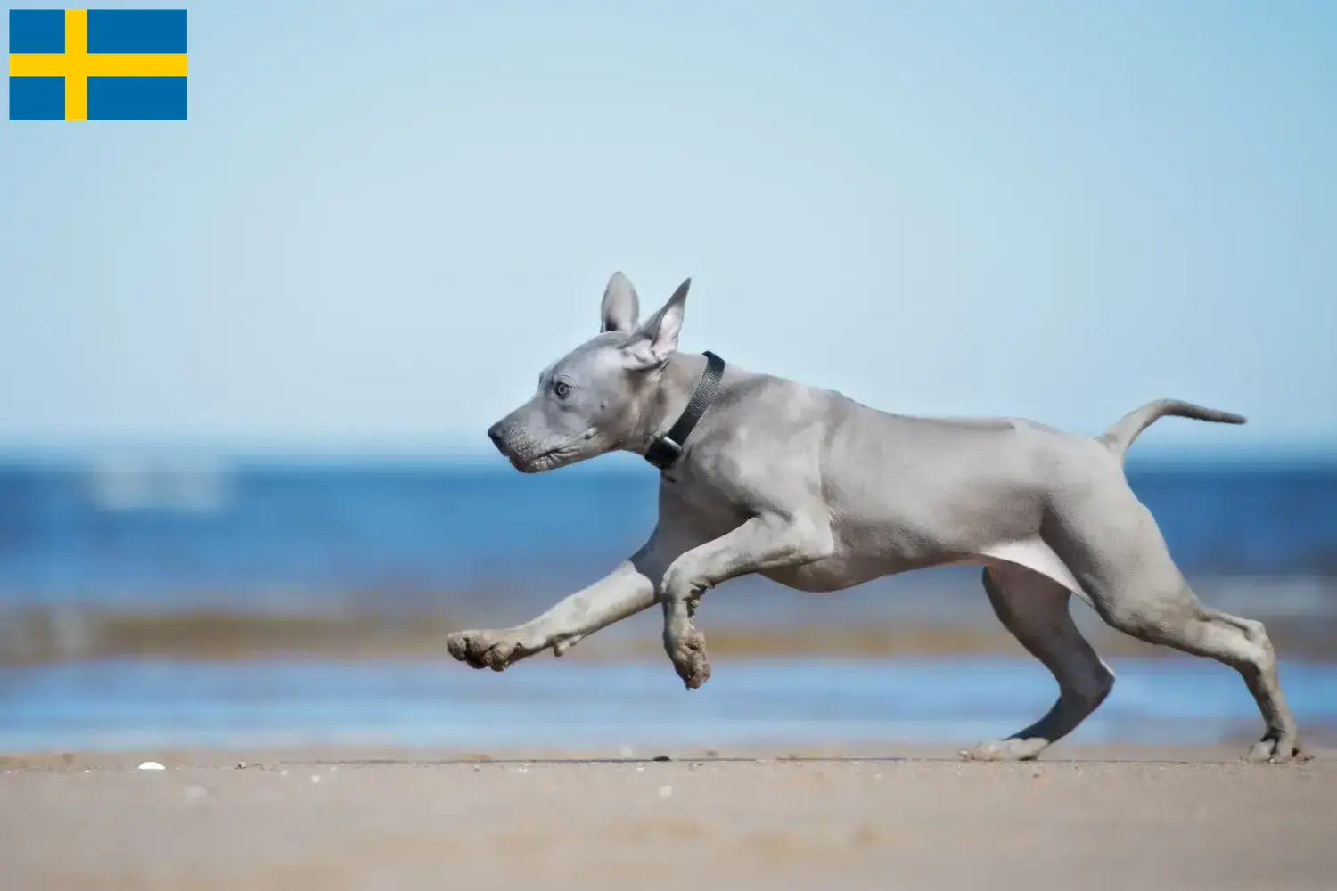 Read more about the article Thai Ridgeback tenyésztők és kölykök Svédországban