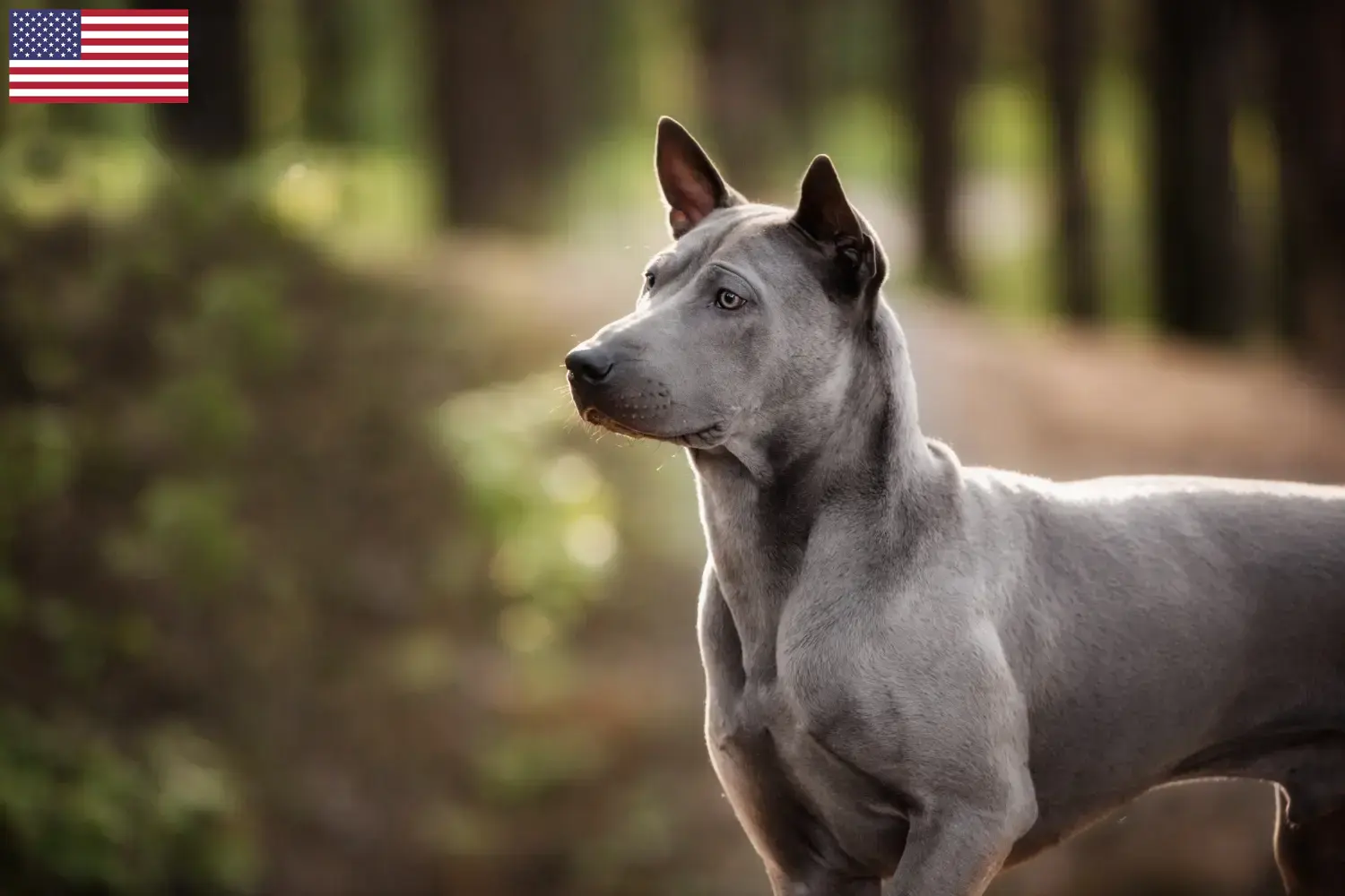 Read more about the article Thai Ridgeback tenyésztők és kölykök az USA-ban