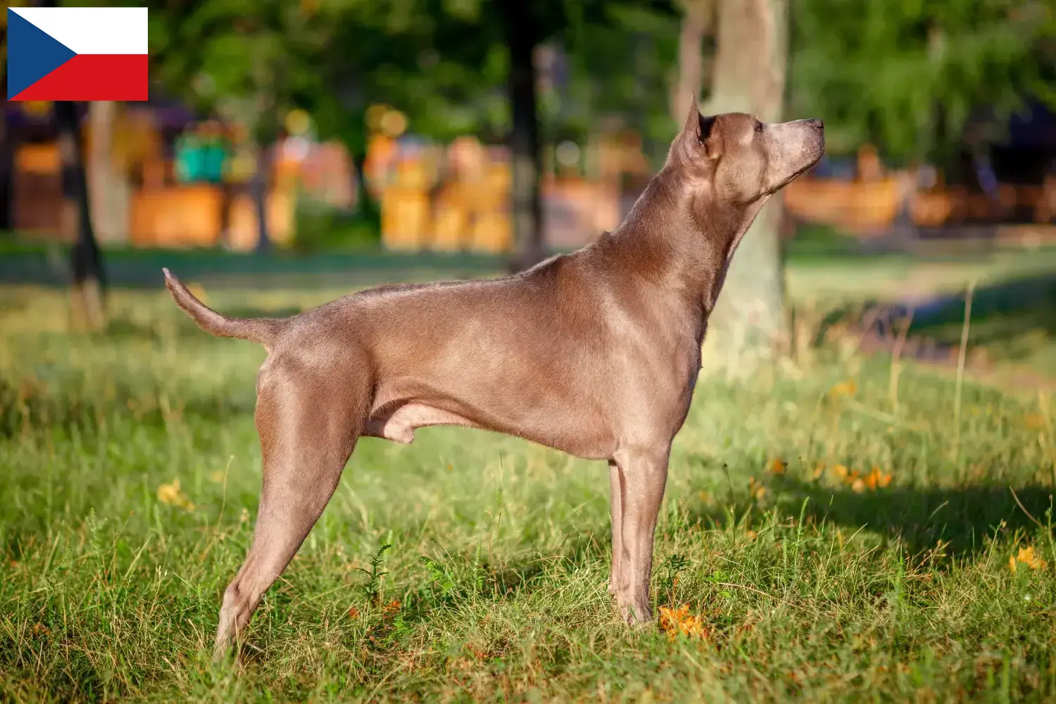 Thai Ridgeback kiskutyák és tenyésztők Csehország Itt talál Thai Ridgeback tenyésztőket Csehországban.