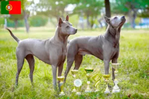 Read more about the article Thai Ridgeback tenyésztők és kölykök Portugáliában