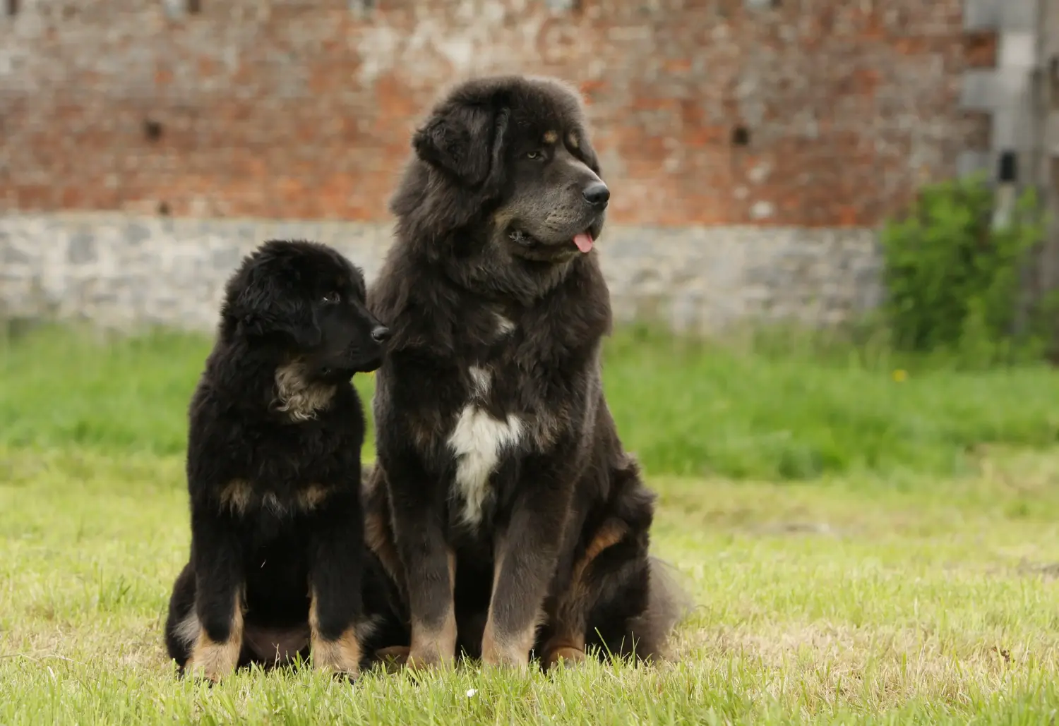 Egy tibeti masztiff kölyökkutya megvásárlása felelősségvállalást jelent! Vásároljon tibeti masztiff kölyköket.