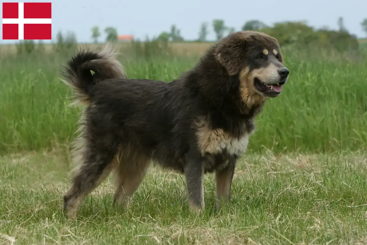 Tibeti masztiff kölykök és tenyésztő Dánia Keress tibeti masztiff tenyésztőket Dánia területén.