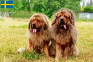 Read more about the article Tibeti kutya tenyésztő és kölykök Svédországban