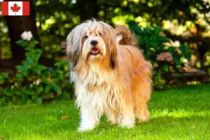 Read more about the article Tibeti terrier tenyésztők és kölykök Kanadában