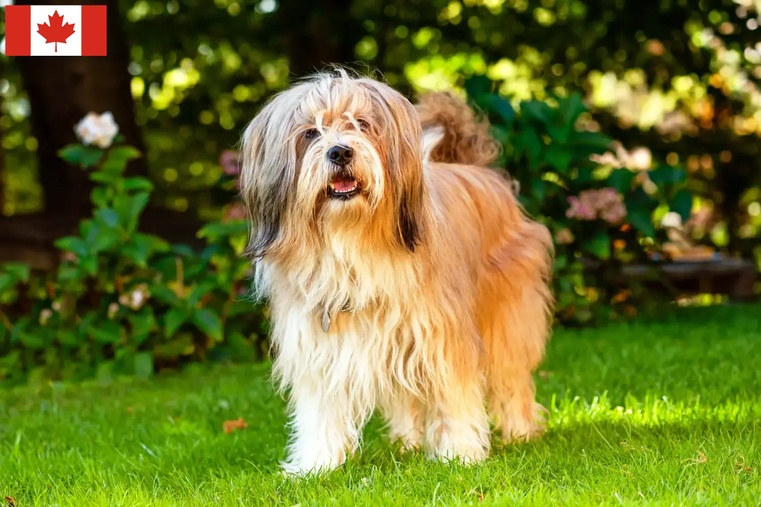 Tibeti terrier kölykök és tenyésztő Kanada Keress tibeti terrier tenyésztőket Kanadában.