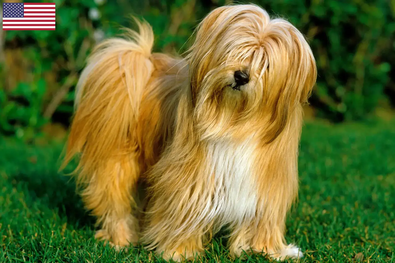 Read more about the article Tibeti terrier tenyésztők és kölykök az USA-ban