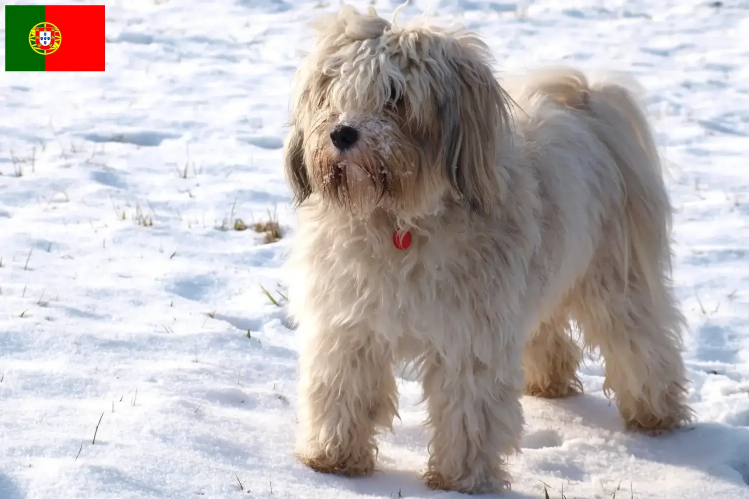 Read more about the article Tibeti terrier tenyésztők és kölykök Portugáliában