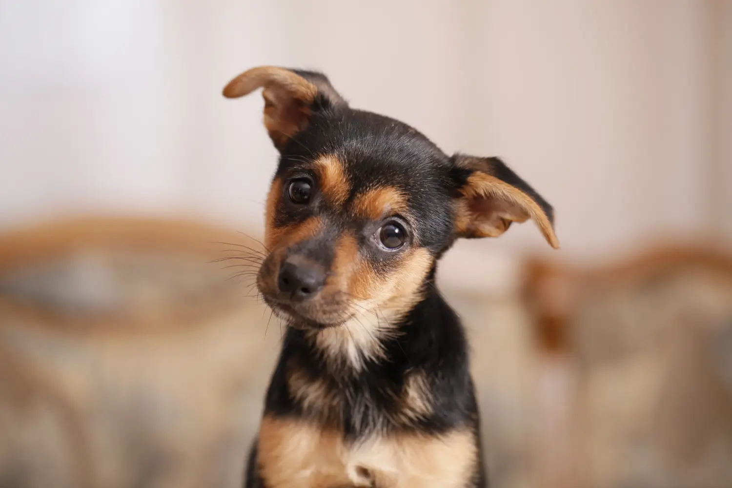 Egy miniatűr pinscher kiskutya megvásárlása felelősségvállalást jelent! Vásároljon miniatűr pinscher kiskutyákat.