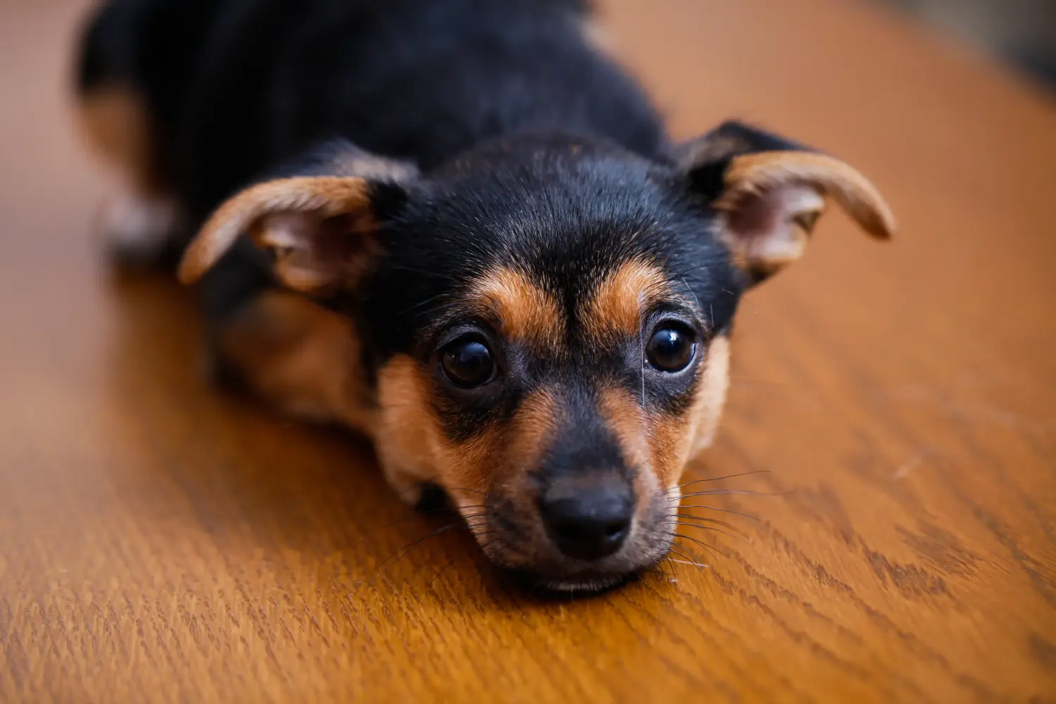 Egy miniatűr pinscher kiskutya megvásárlása felelősségvállalást jelent! Vásároljon miniatűr pinscher kiskutyákat.