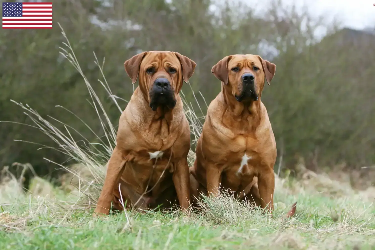 Read more about the article Tosa tenyésztők és kiskutyák az USA-ban