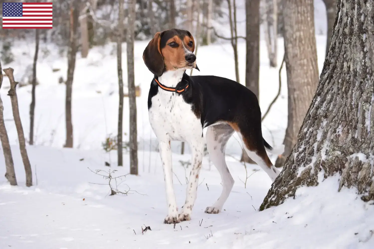 Read more about the article Treeing Walker Coonhound tenyésztők és kölykök az USA-ban