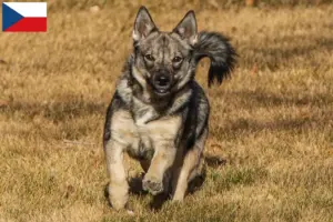 Read more about the article Västgötaspets tenyésztők és kiskutyák Csehországban