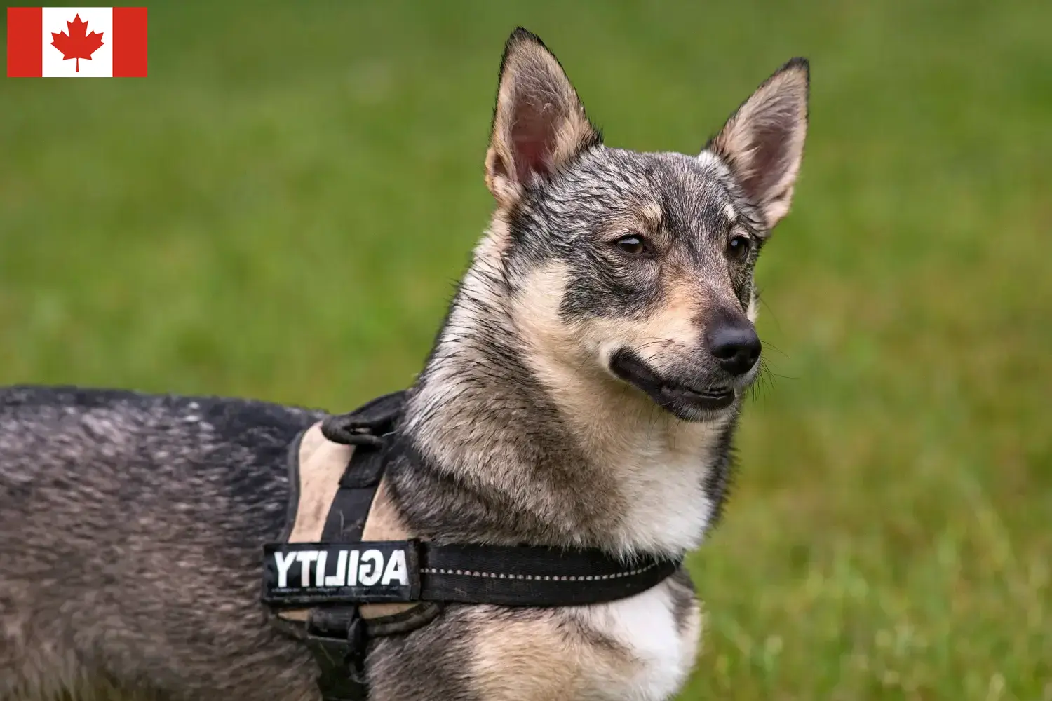 Västgötaspets kiskutyák és tenyésztők Kanada Itt talál Västgötaspets tenyésztőket Kanadában.