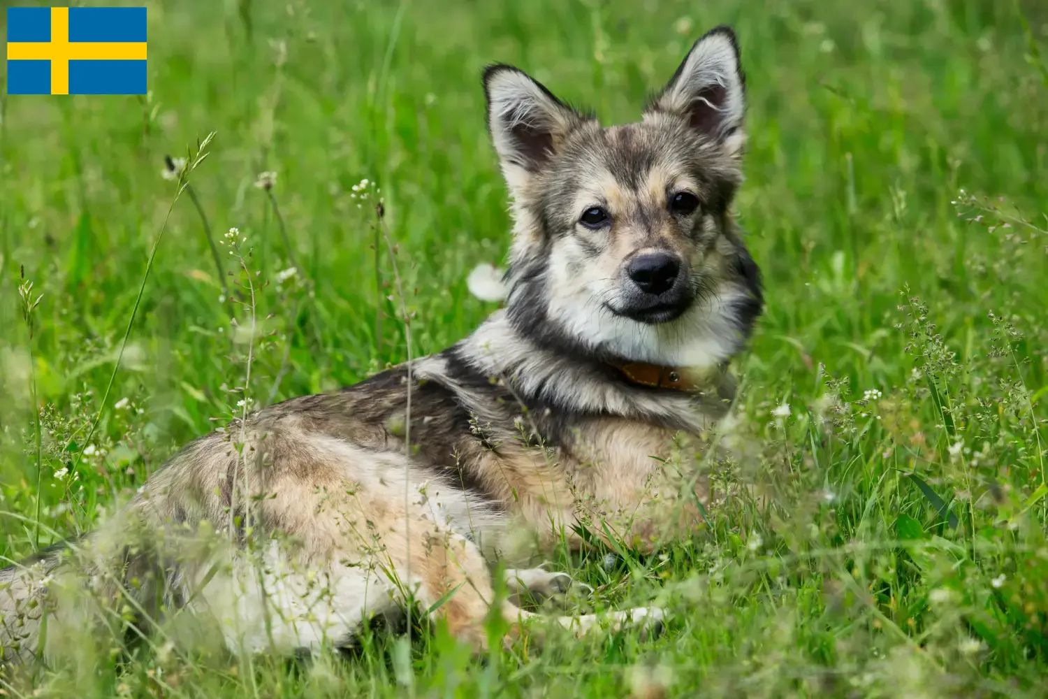 Västgötaspets kölyökkutyák és tenyésztők Svédországban Itt talál Västgötaspets tenyésztőket Svédországban.