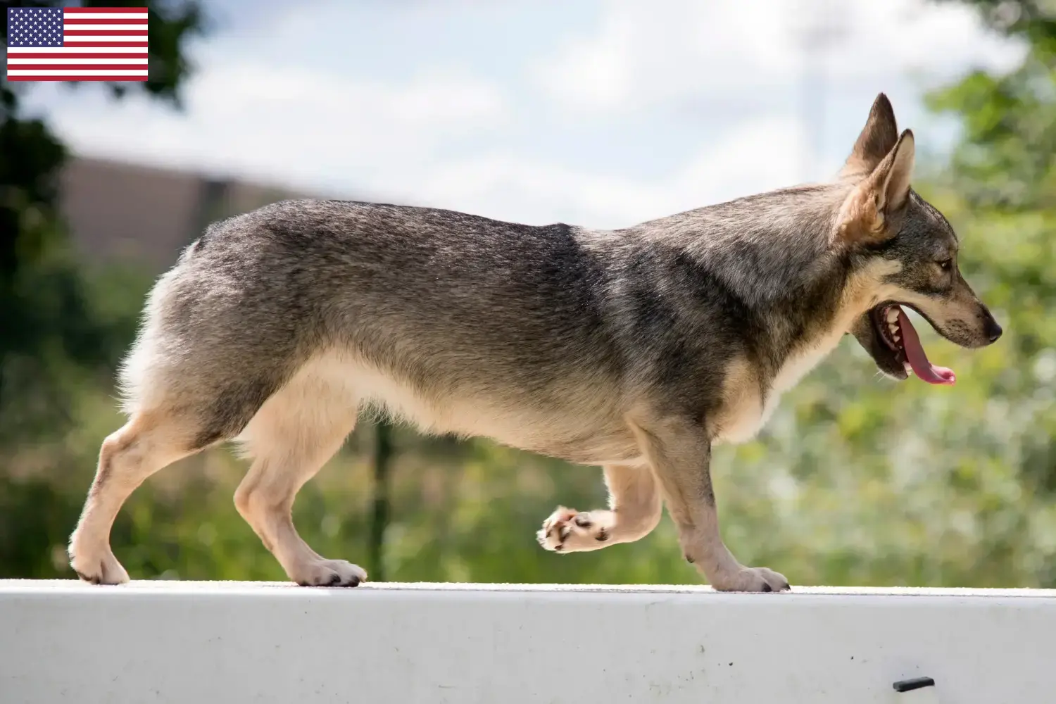 Read more about the article Västgötaspets tenyésztők és kiskutyák az USA-ban