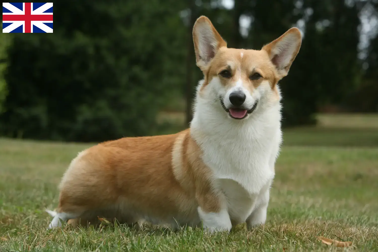Welsh Corgi kiskutyák és tenyésztők Nagy-Britannia Itt találhat Welsh Corgis tenyésztőket Nagy-Britanniában.