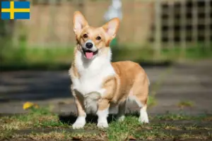 Read more about the article Welsh Corgi tenyésztők és kölykök Svédországban