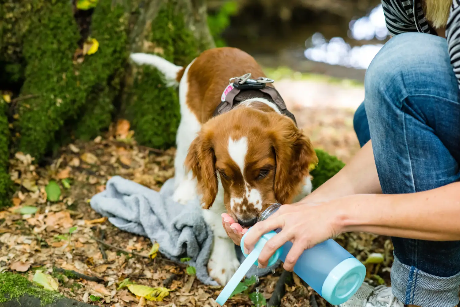 Egy welsh springer spániel kölyökkutya megvásárlása felelősségvállalást jelent! Vásároljon Welsh Springer spániel kölyökkutyákat.
