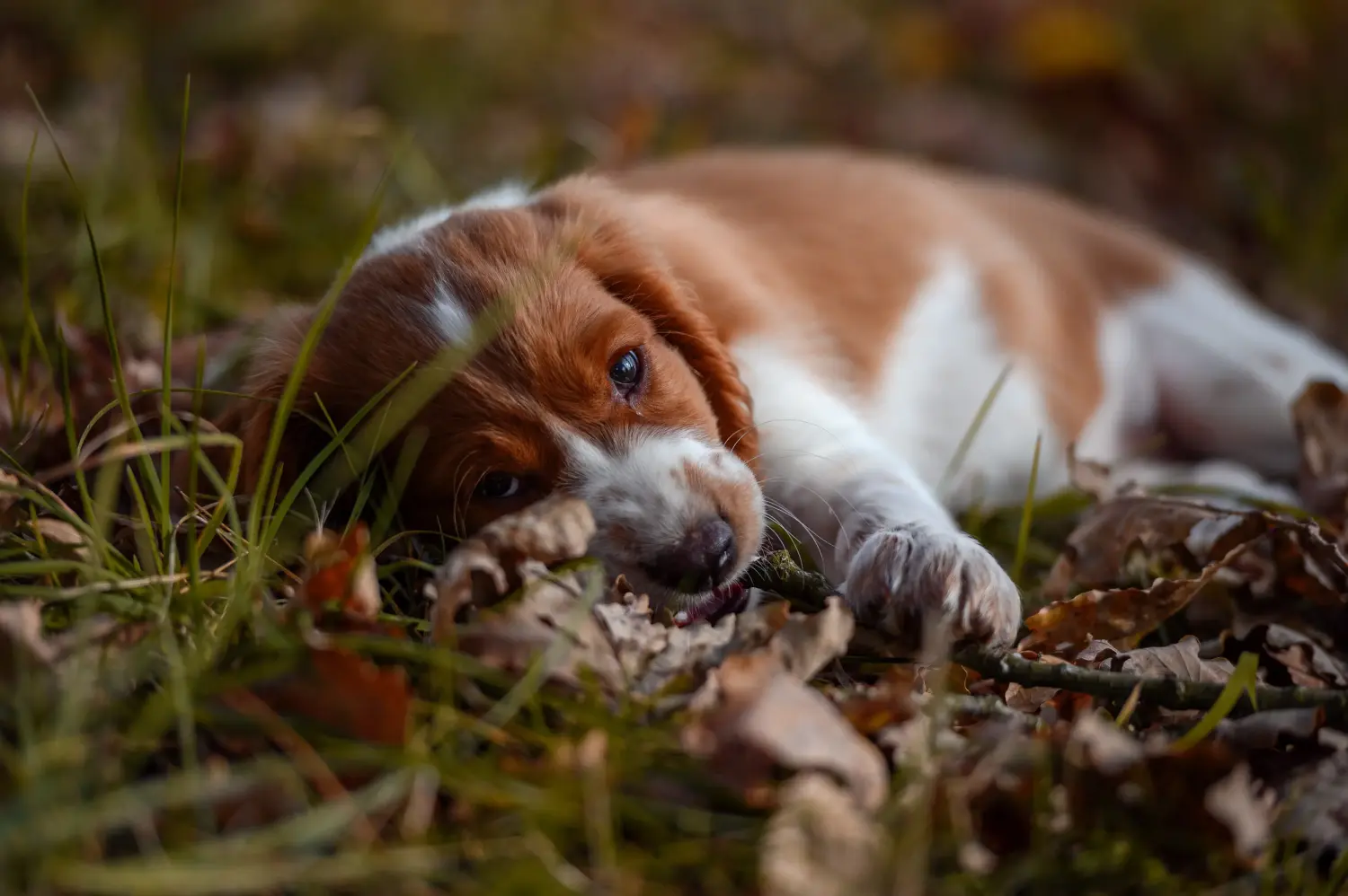 Egy welsh springer spániel kölyökkutya megvásárlása felelősségvállalást jelent! Vásároljon Welsh Springer spániel kölyökkutyákat.