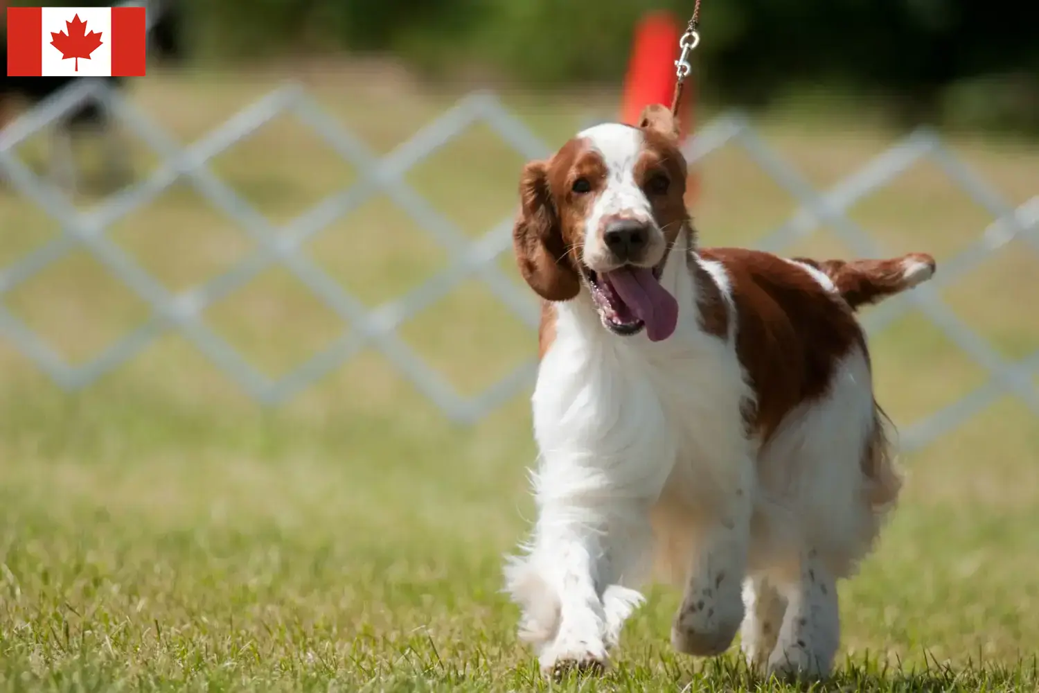 Welsh Springer spániel kiskutyák és tenyésztők Kanada Találd meg a Welsh Springer spániel tenyésztőket Kanadában.
