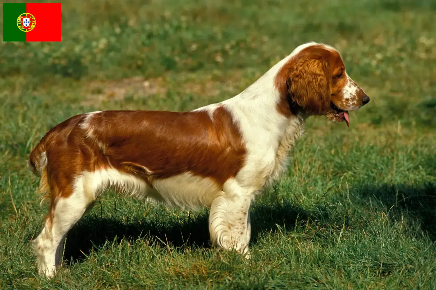 Read more about the article Welsh Springer spániel tenyésztők és kölykök Portugáliában