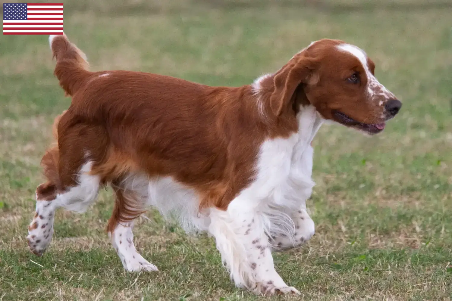 Read more about the article Welsh Springer spániel tenyésztők és kölykök az USA-ban