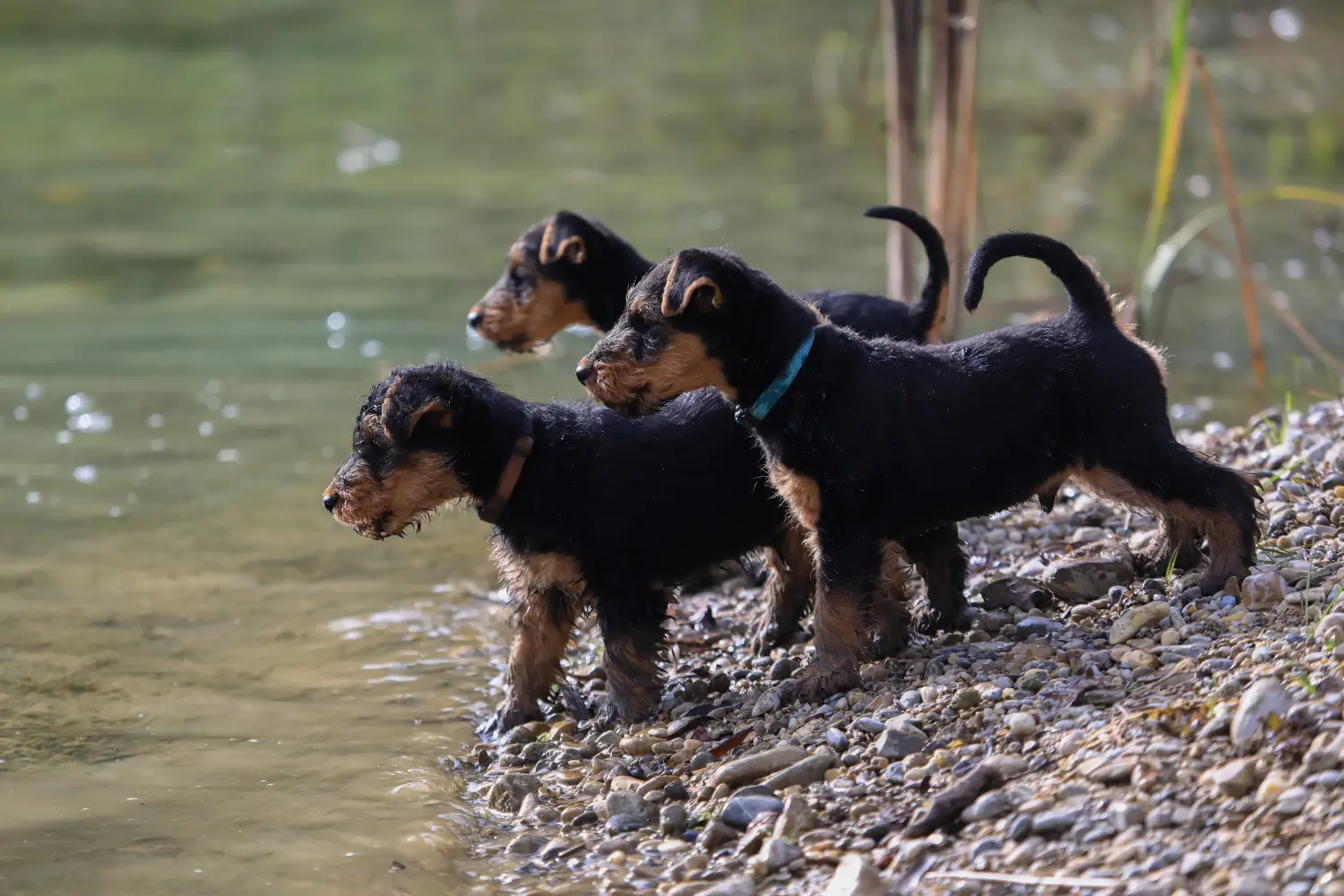 Egy welsh terrier kiskutya megvásárlása felelősségvállalást jelent! Vásároljon welsh terrier kiskutyákat.