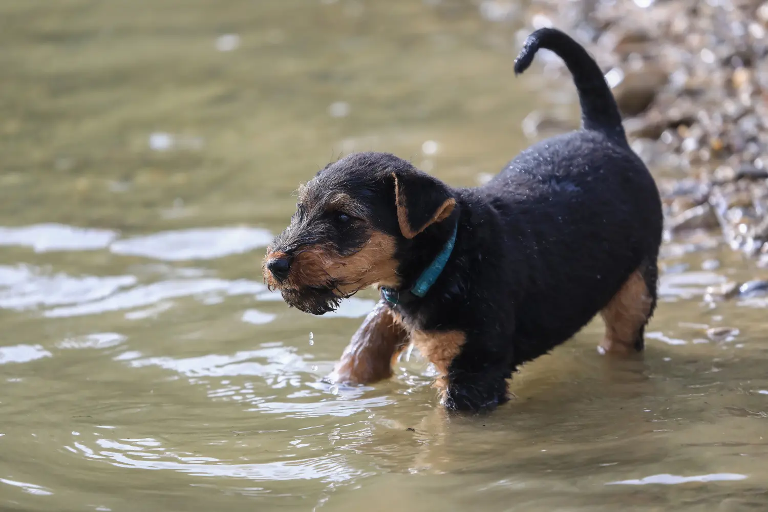Egy welsh terrier kiskutya megvásárlása felelősségvállalást jelent! Vásároljon welsh terrier kiskutyákat.