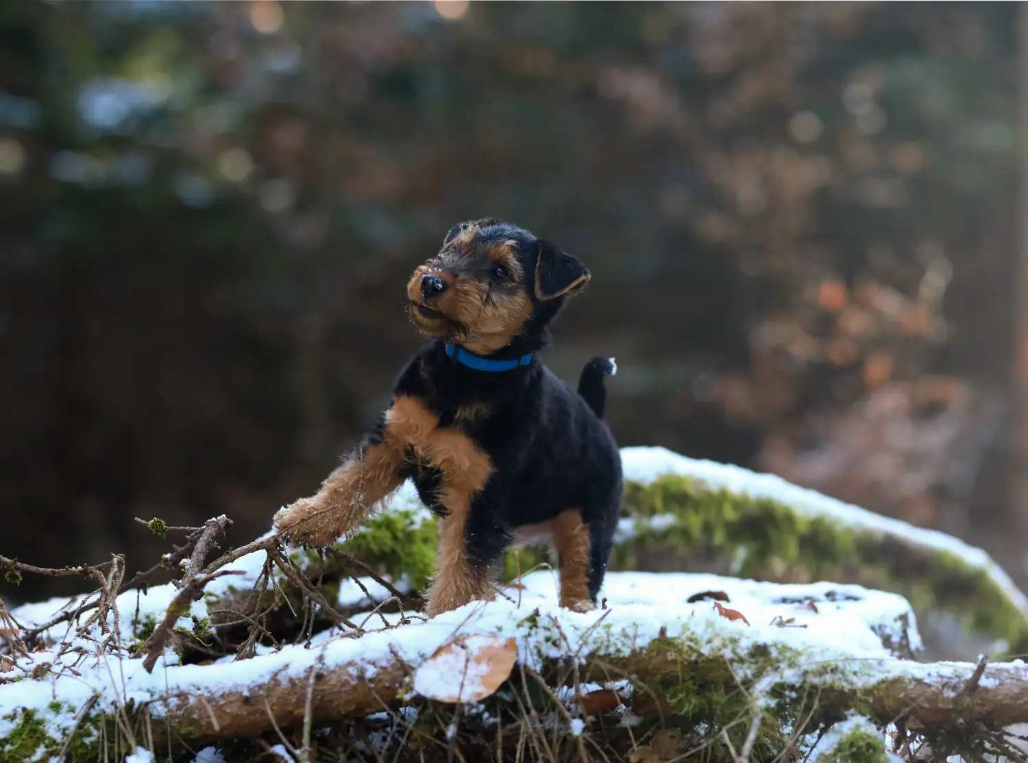 Egy welsh terrier kiskutya megvásárlása felelősségvállalást jelent! Vásároljon welsh terrier kiskutyákat.