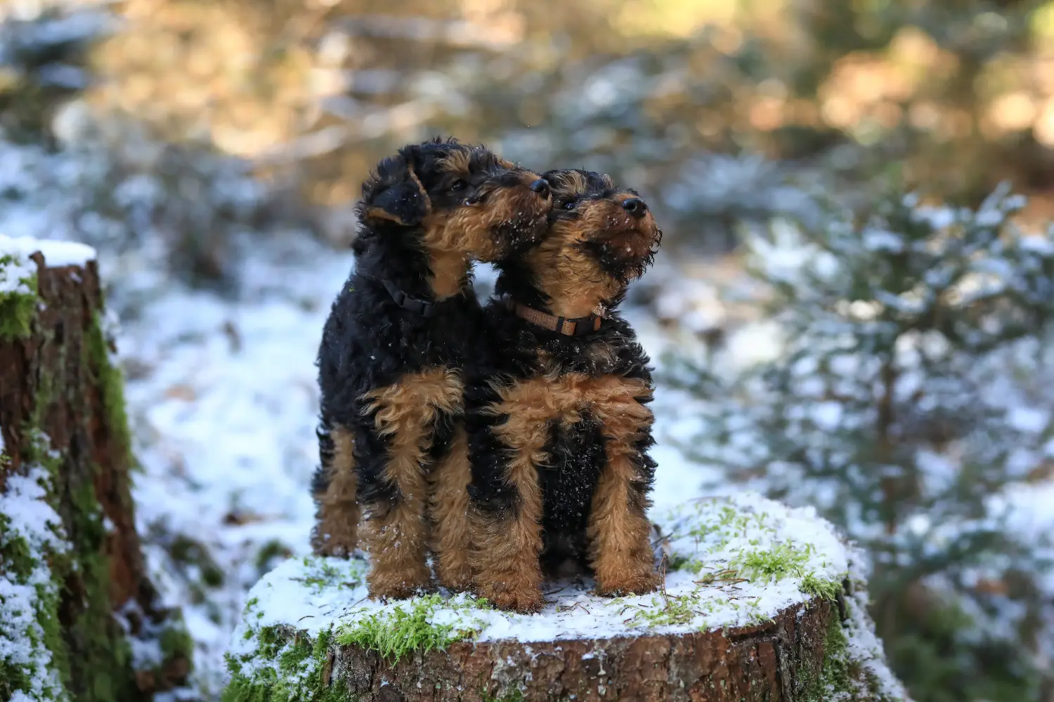 Egy welsh terrier kiskutya megvásárlása felelősségvállalást jelent! Vásároljon welsh terrier kiskutyákat.