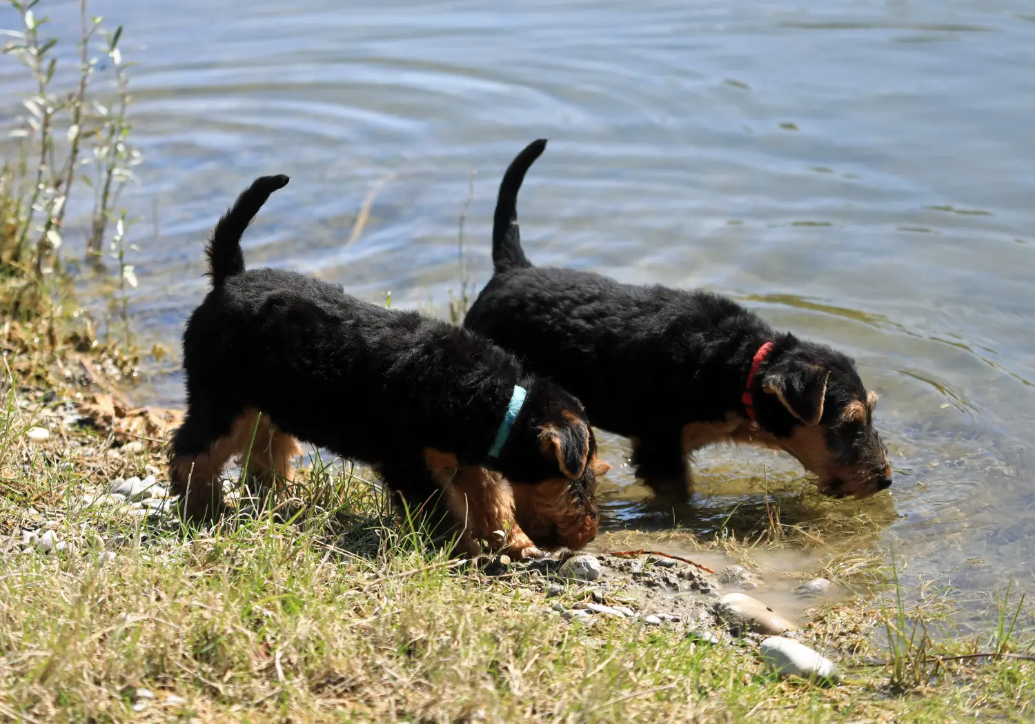 Egy welsh terrier kiskutya megvásárlása felelősségvállalást jelent! Vásároljon welsh terrier kiskutyákat.