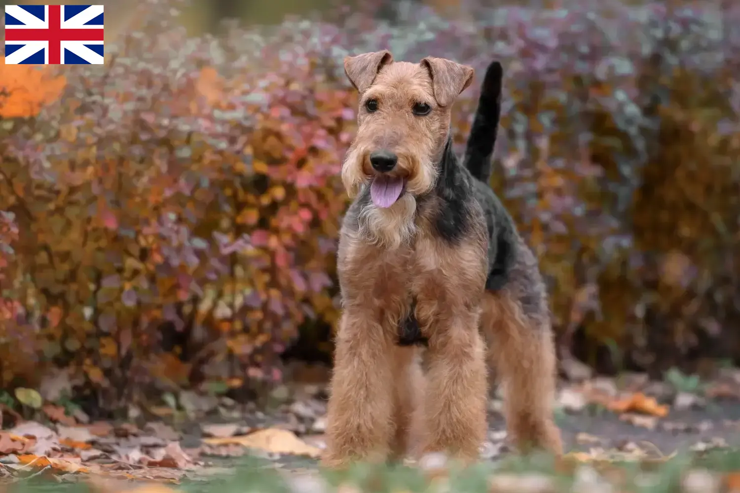 Welsh terrier kölykök és tenyésztők Nagy-Britannia Itt találhat Welsh Terrier tenyésztőket Nagy-Britanniában.