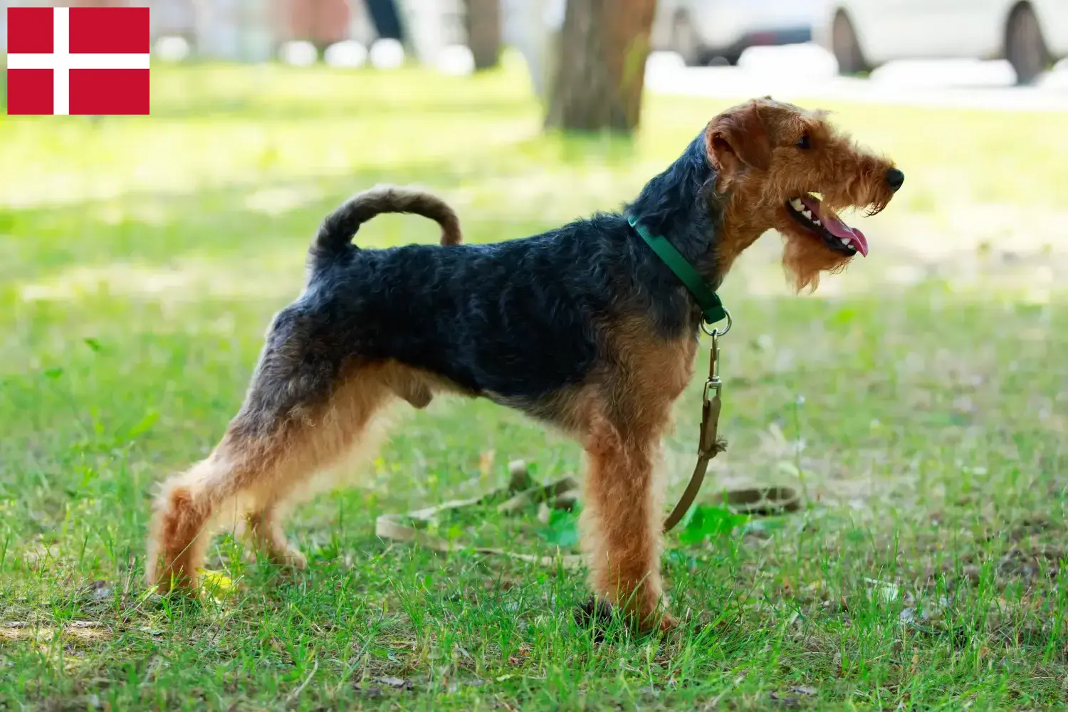 Welsh terrier kölykök és tenyésztők Dánia Keress welsh terrier tenyésztőket Dánia területén.