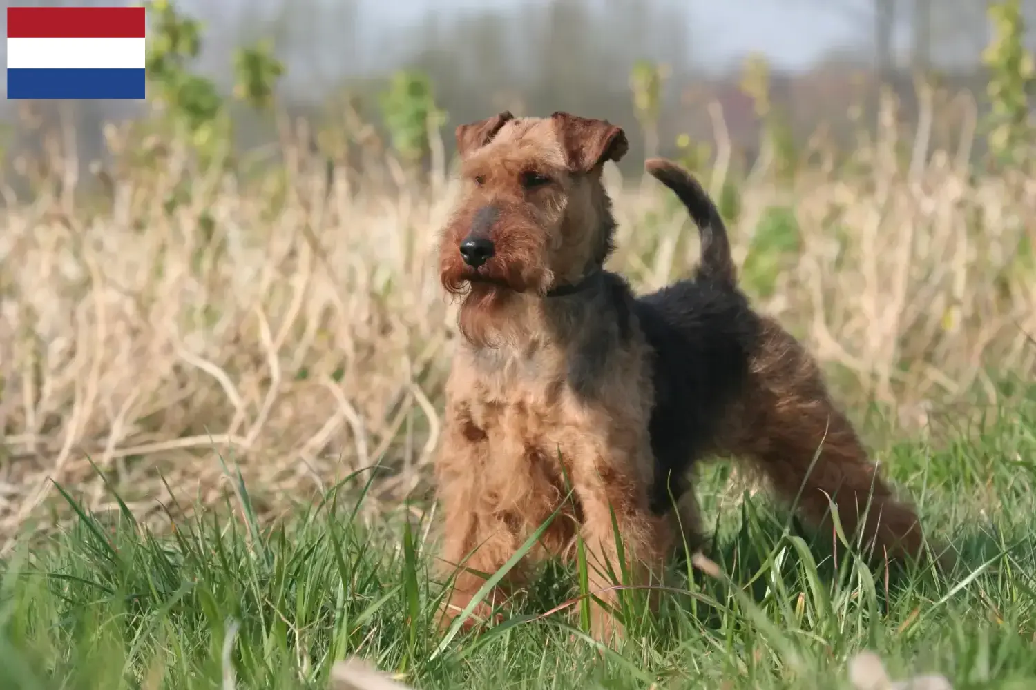 Welsh terrier kölykök és tenyésztők Hollandia Itt találhat Welsh Terrier tenyésztőket Hollandiában.